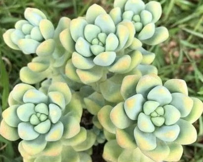 Sedum treleasei - ANGEL TEARS - Stonecrop