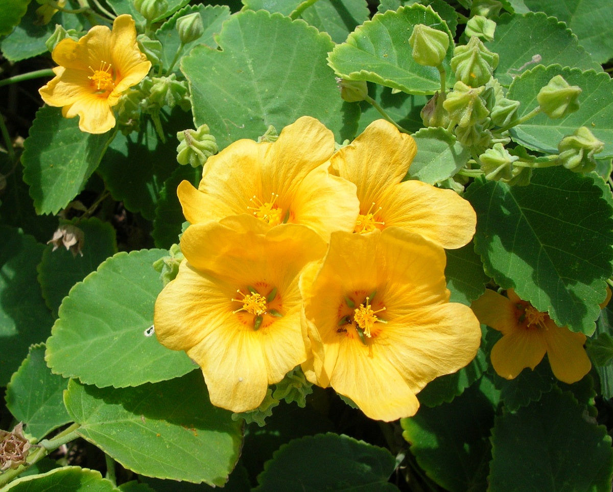 Sida fallax - BUTTERKIN - Golden Mallow