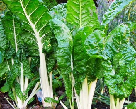 Silverbeet Swiss Chard - FORDHOOK GIANT - Beta vulgaris