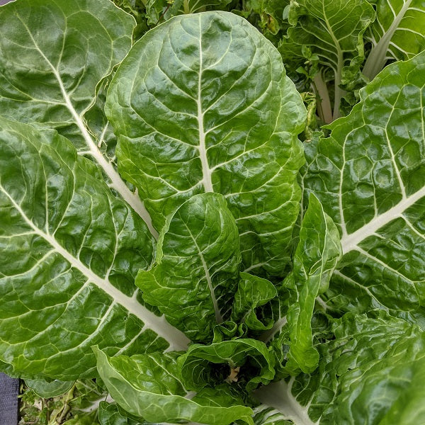 Silverbeet Swiss Chard - FORDHOOK GIANT - Beta vulgaris