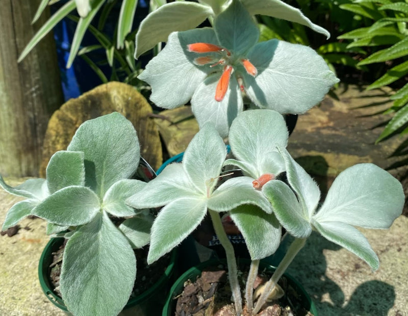 Sinningia leucotrycha - Brazilian Edelweiss