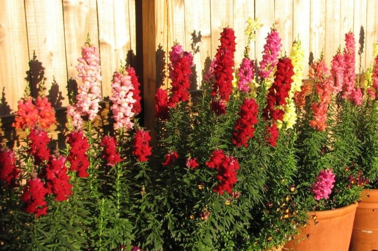 Snapdragon - TAHITI Mixed - Antirrhinum majus