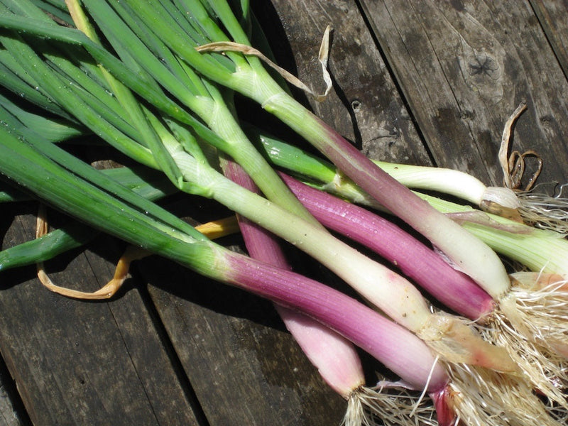 Spring Onion - Allium fistulosum