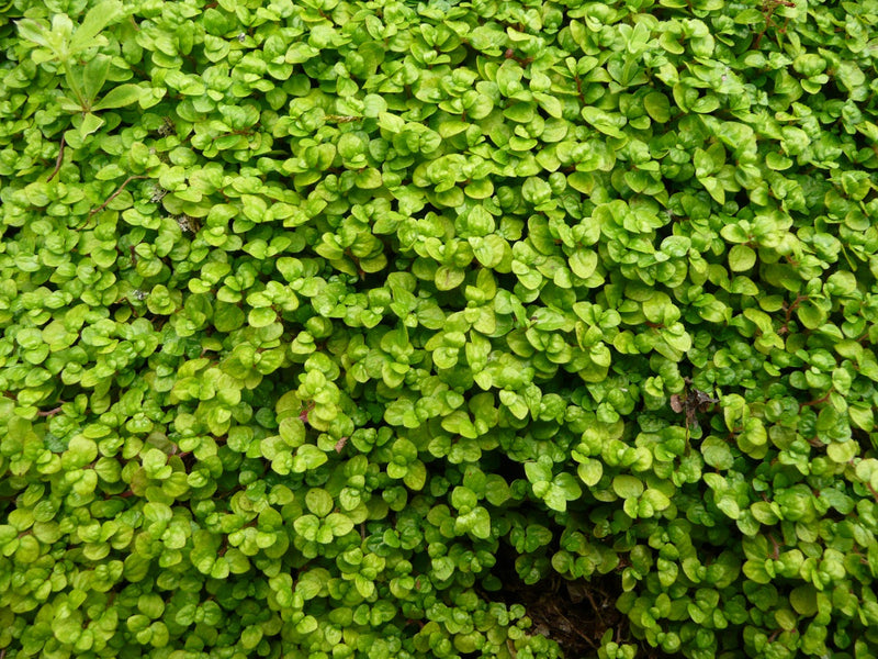 Soleirolia soleirolii - Babys Tears