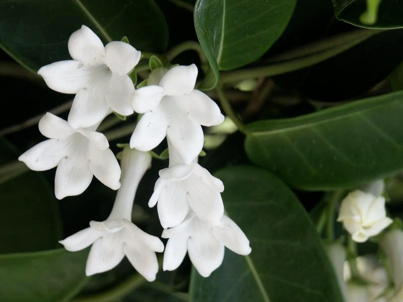 Stephanotis floribunda - Madagascar Jasmine