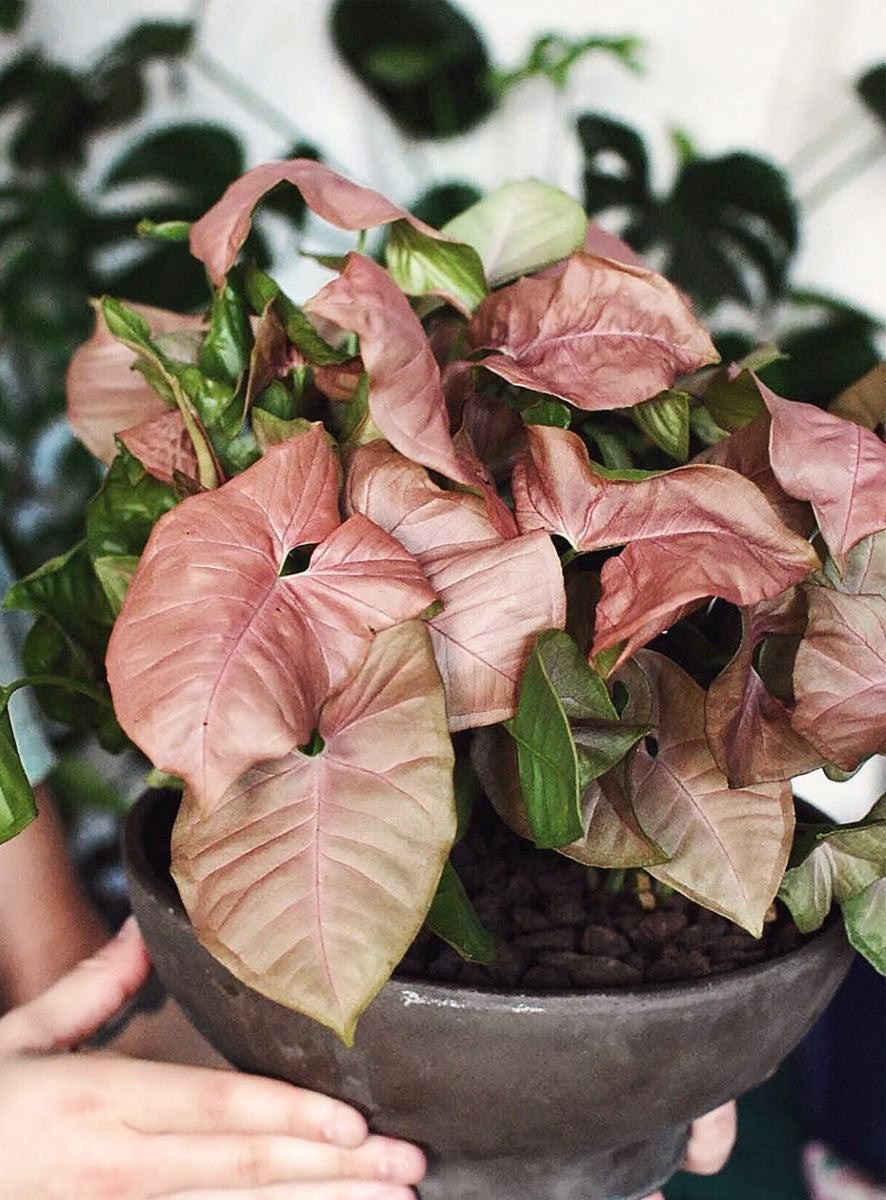 Syngonium podophyllum - MARIA