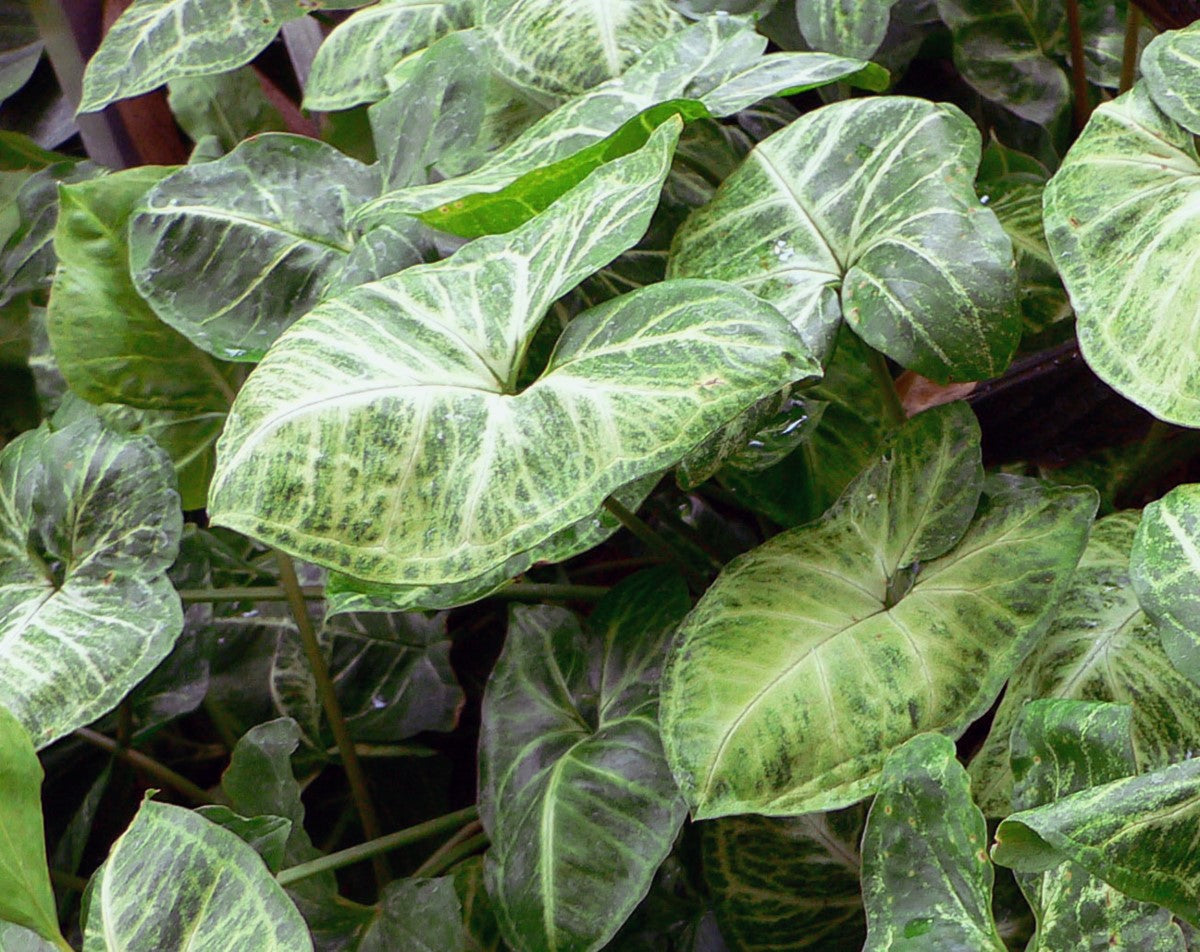 Syngonium podophyllum - ROBUSTA