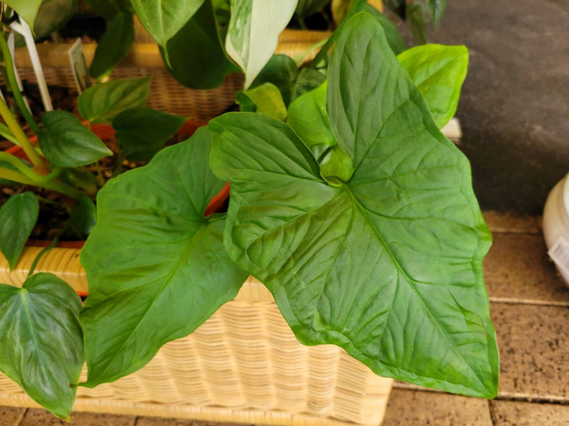 Syngonium steyermarkii - Steyermark's Arrowhead Vine