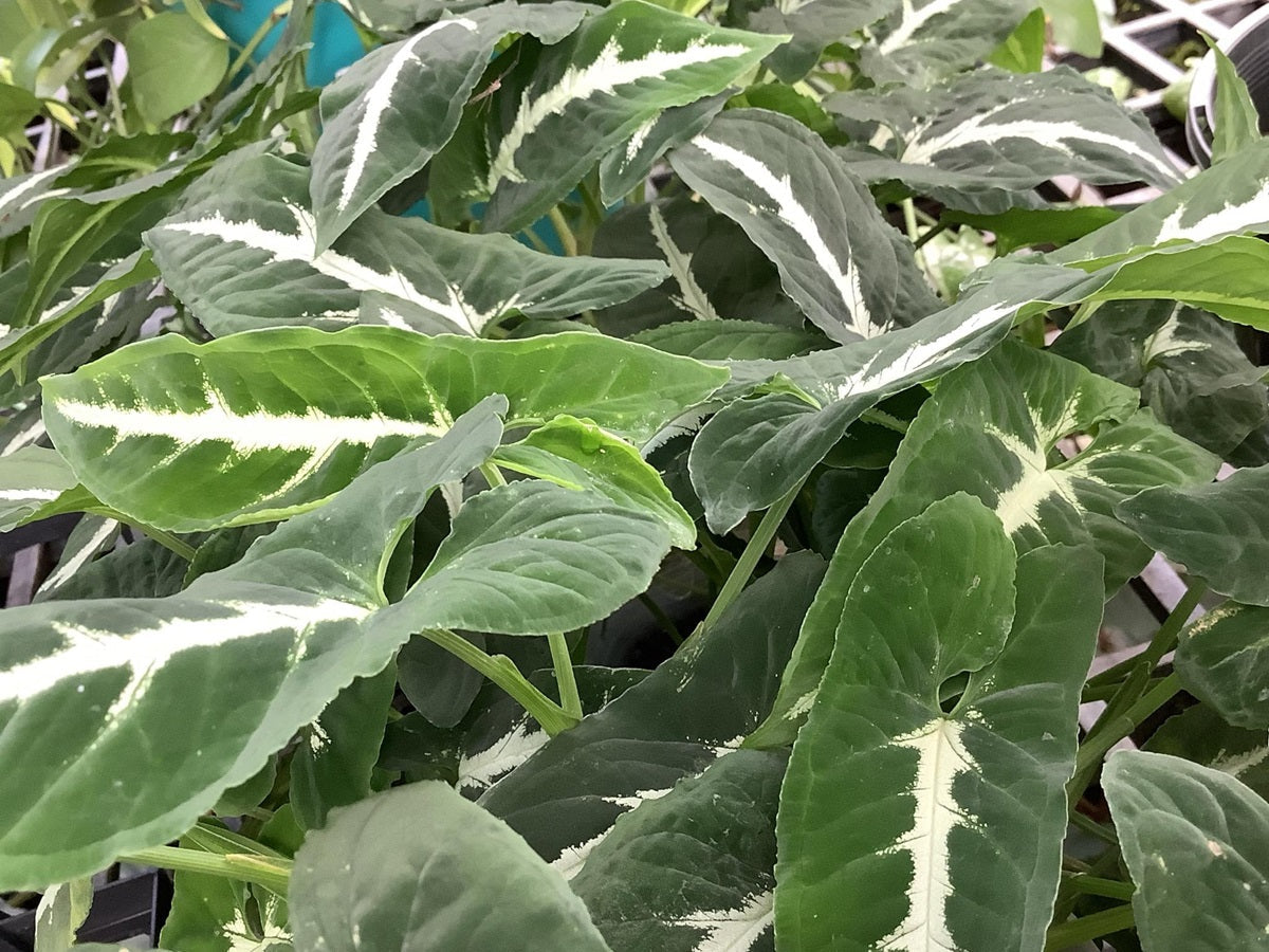 Syngonium wendlandii - Green Velvet