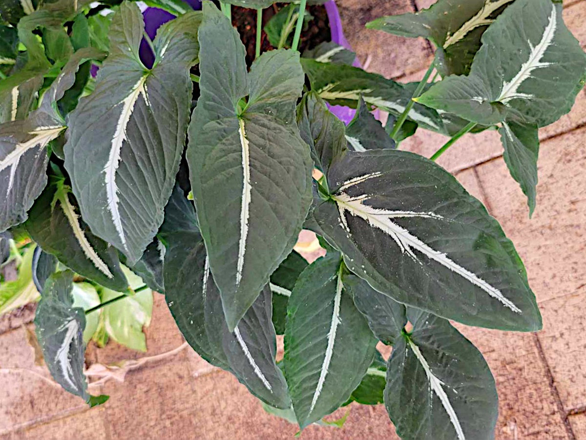 Syngonium wendlandii - Green Velvet