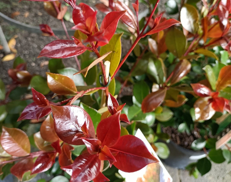 Syzygium australe - BIG RED - Lilly Pilly 'Big Red' PBR