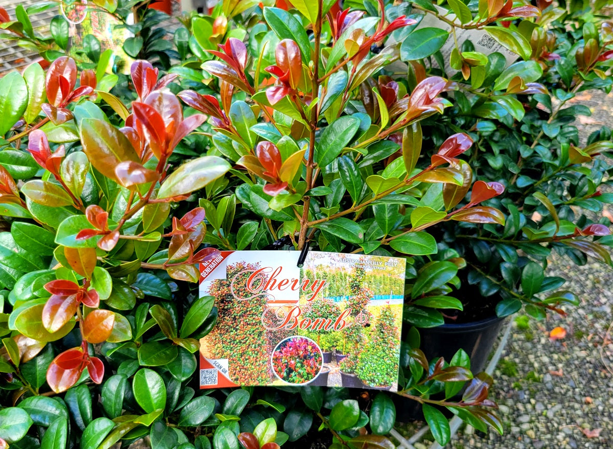 Syzygium australe - CHERRY BOMB - Lilly Pilly 'CHERRY BOMB' PBR