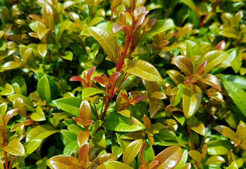 Syzygium australe - HINTERLAND GOLD - Lilly Pilly