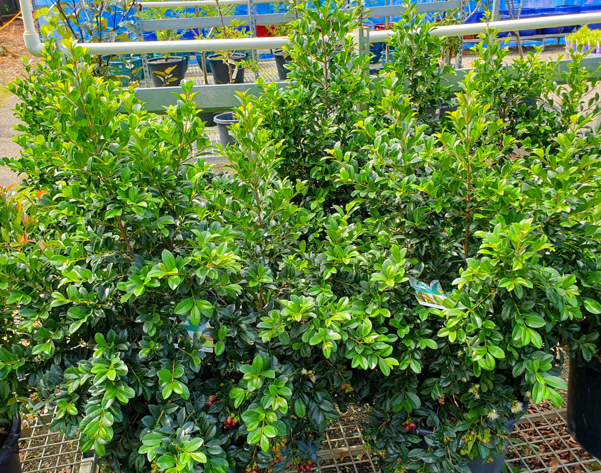 Syzygium australe - PINNACLE™ - Lilly Pilly 'AATS' PBR