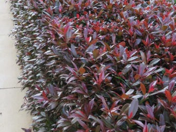 Syzygium australe - PLUM MAGIC - Lilly Pilly 'PLUM MAGIC' PBR