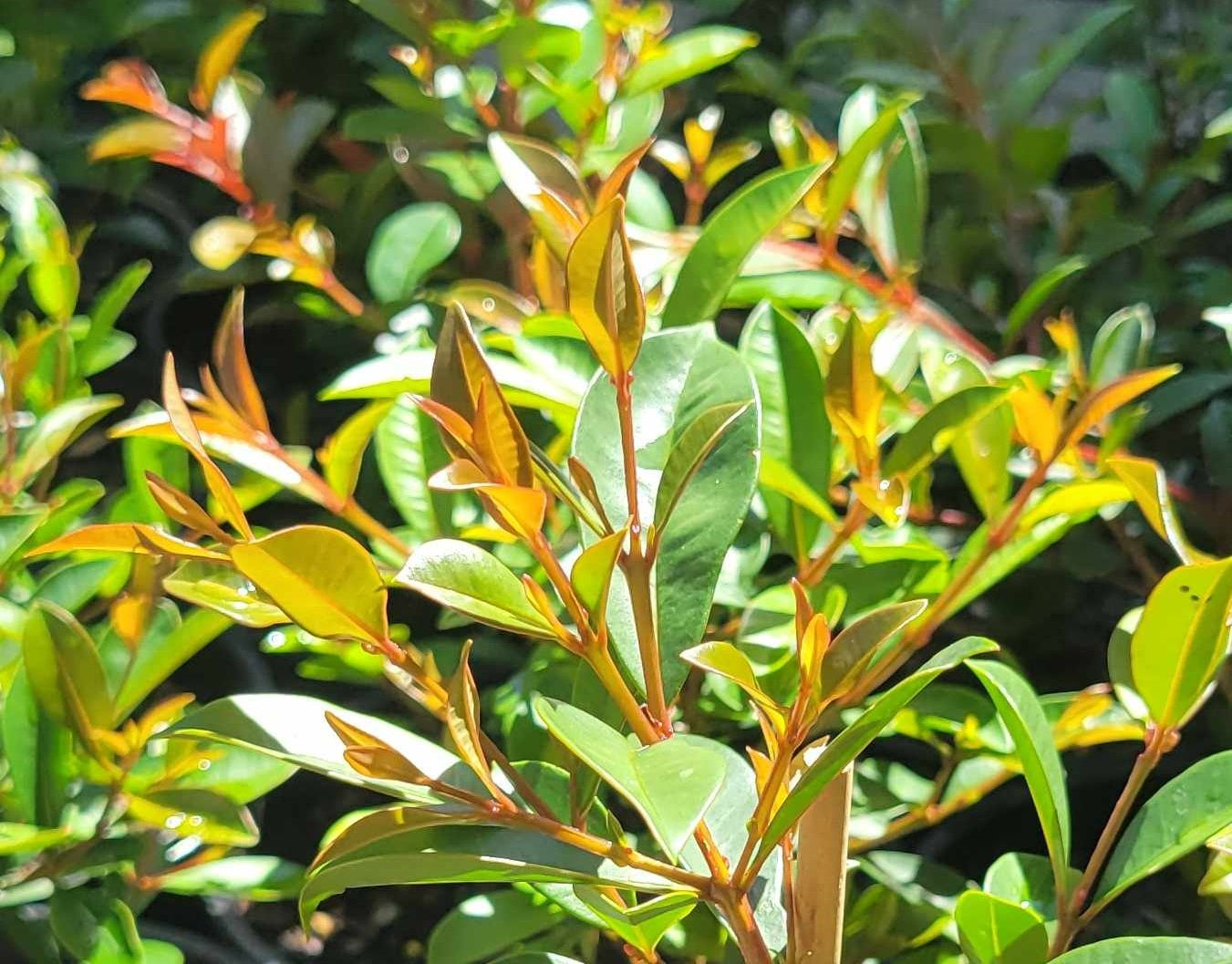 Syzygium australe - TALLY WALLY - Lilly Pilly Seed-Grown