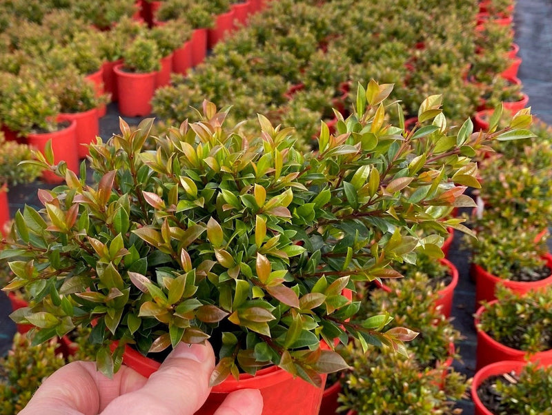 Syzygium australe - TINY TREV - Dwarf Lilly Pilly