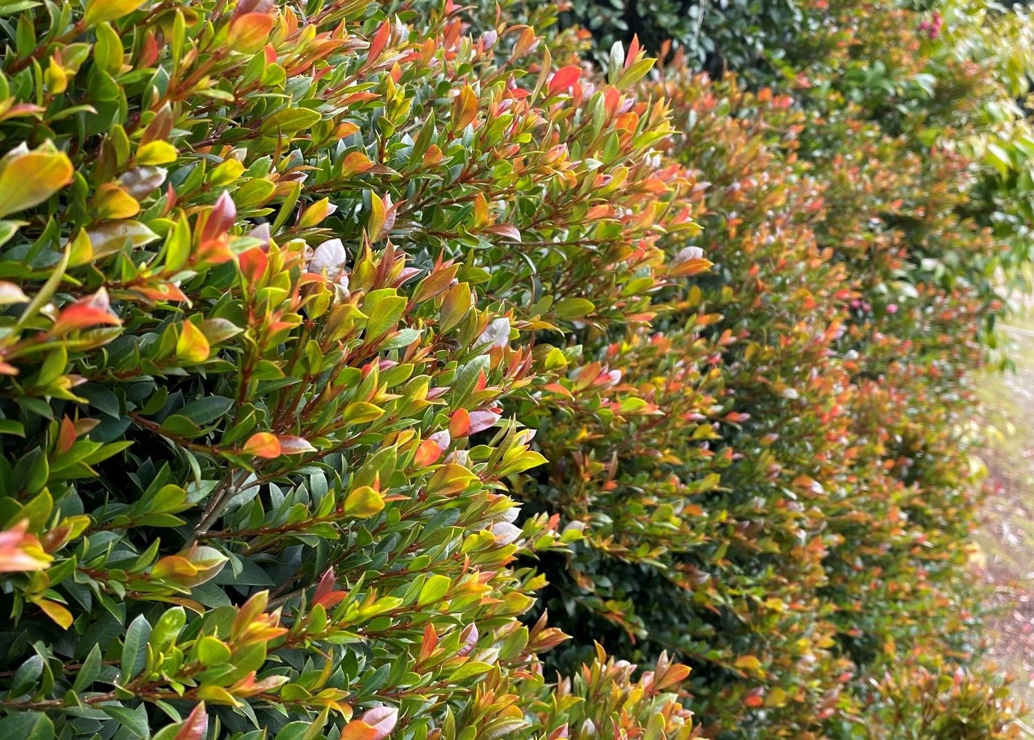 Syzygium australe - TINY TREV - Dwarf Lilly Pilly