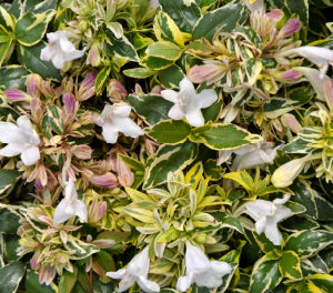 Linnaea x grandiflora - LIME SPLICE - Glossy Abelia