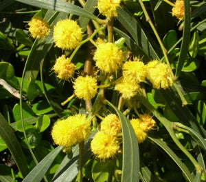 Acacia saligna - SPRINGTIME CASCADE - Prostrate Golden Wattle