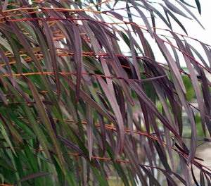 Agonis flexuosa - BURGUNDY - WA Peppermint Willow