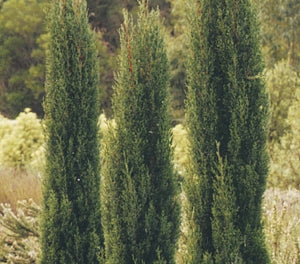 Cupressus sempervirens - GLAUCA - Mediterranean Cypress