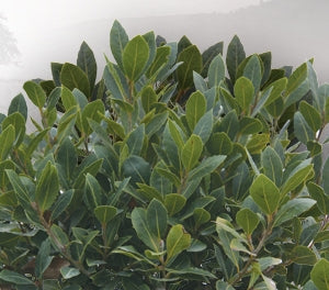 Laurus nobilis - BABY BAY - Bay Tree