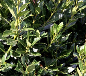 Laurus nobilis - FLAVOUR MASTER - Bay Tree