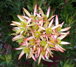 Leucadendron salignum - RED DEVIL - Sunshine Conebush