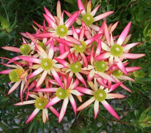 Leucadendron lanigerum x salignum - SUPERSTAR - Sunshine Shale Conebush