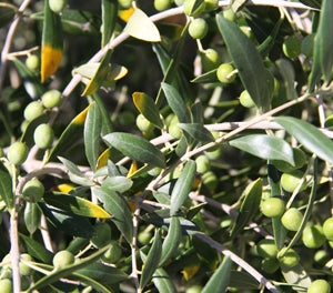 Olea europaea - GARDEN HARVEST - Olive