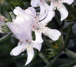 Westringia fruticosa - ZENA - Coastal Rosemary