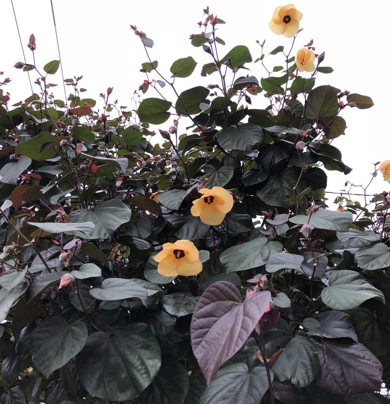 Hibiscus tiliaceus rubra - Red Cottonwood