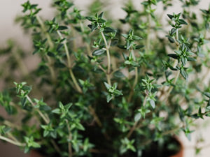 Thyme Common - Thymus vulgaris