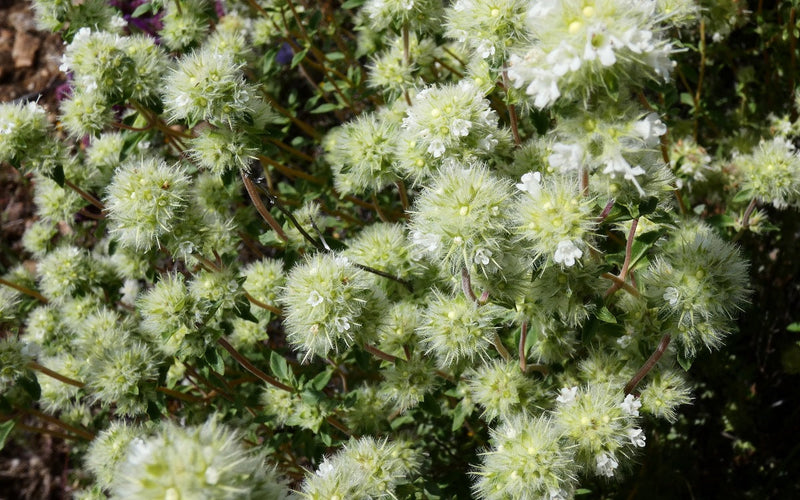 Thyme Common - BBQ - Thymus vulgaris