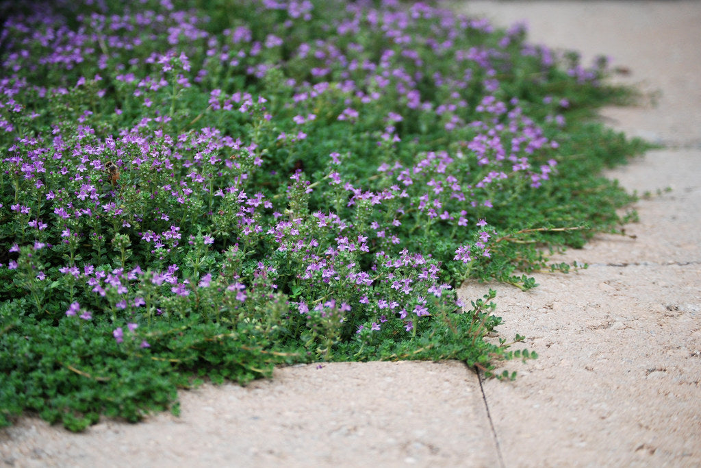 Thyme Creeping - Thymus praecox