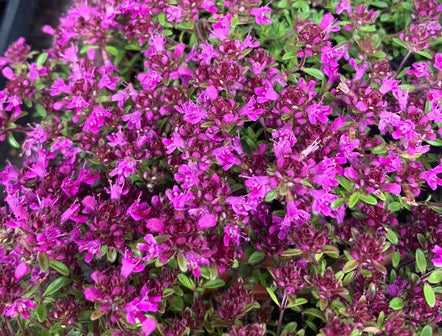 Thyme Creeping - CRIMSON - Thymus serpyllum coccineus