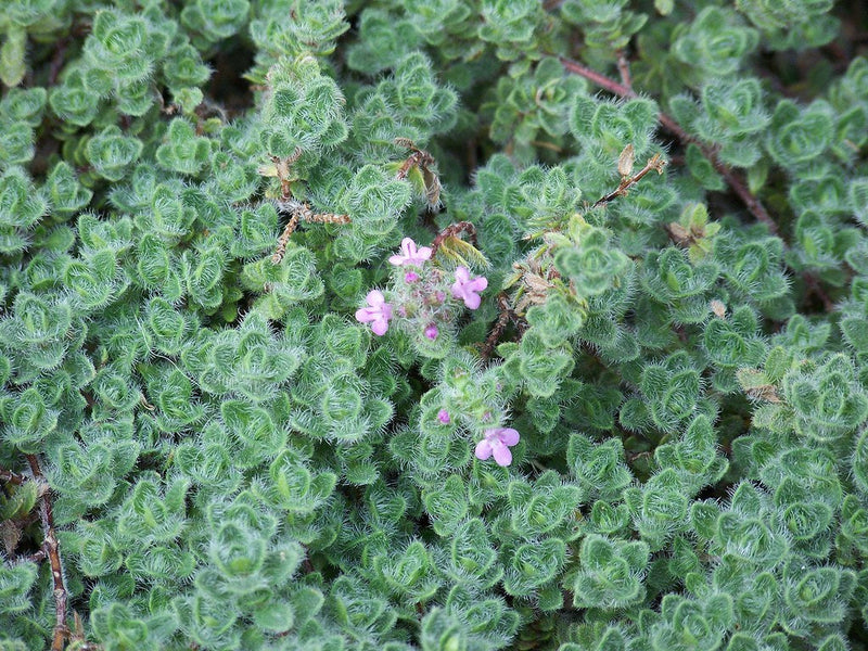 Thyme Woolly - Thymus praecox britannicus