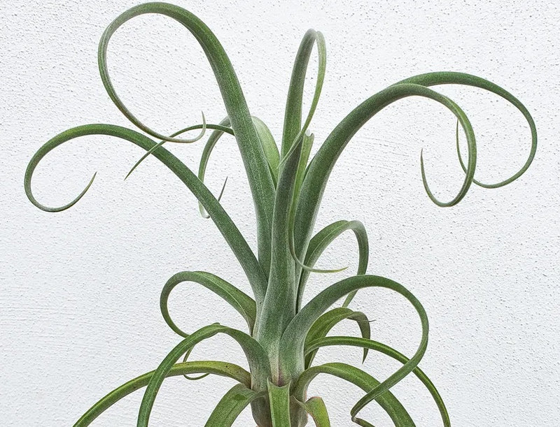 Tillandsia intermedia x streptophylla - CURLY SLIM - Air Plant