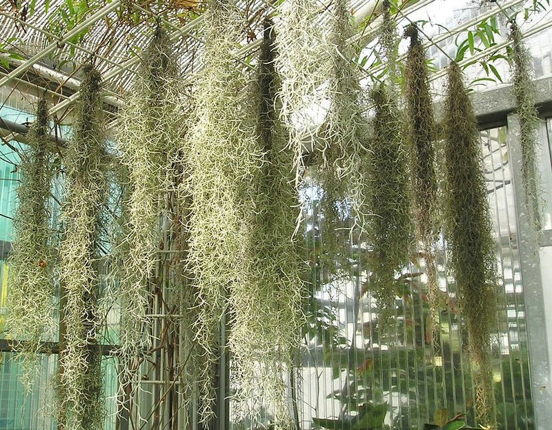 Tillandsia usneoides - Spanish Moss