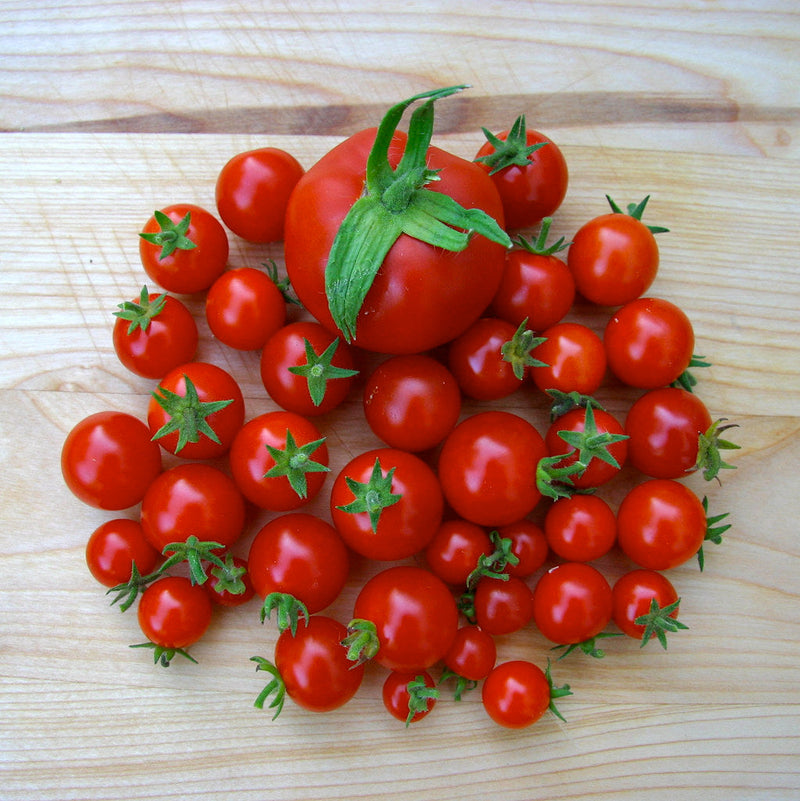 Tomato - CHERRY - Solanum lycopersicum