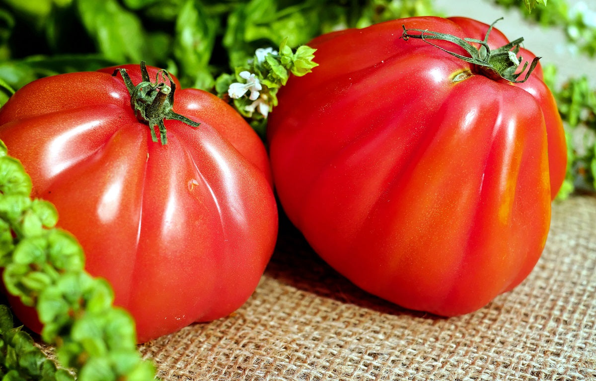 Tomato - ROUGE DE MARMANDE - Solanum lycopersicum