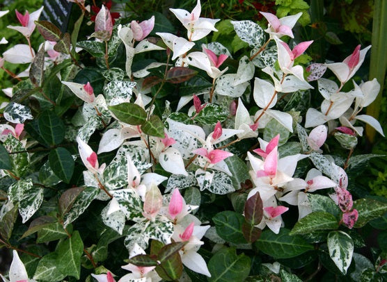 Trachelospermum asiaticum - PINK - Variegated Asiatic Jasmine