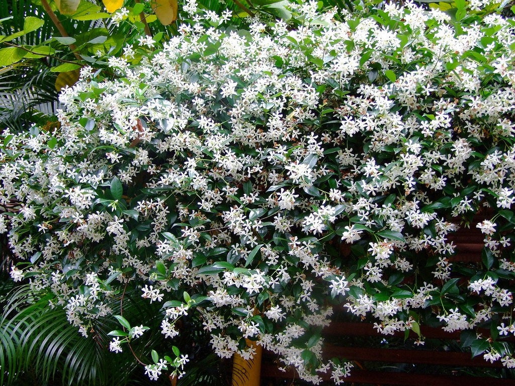 Trachelospermum jasminoides - Star Jasmine