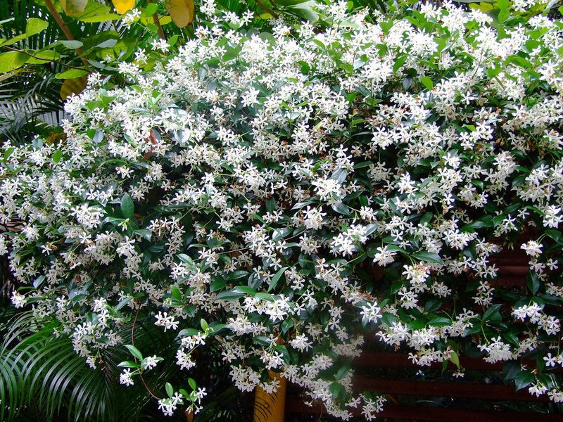 Trachelospermum jasminoides - Star Jasmine