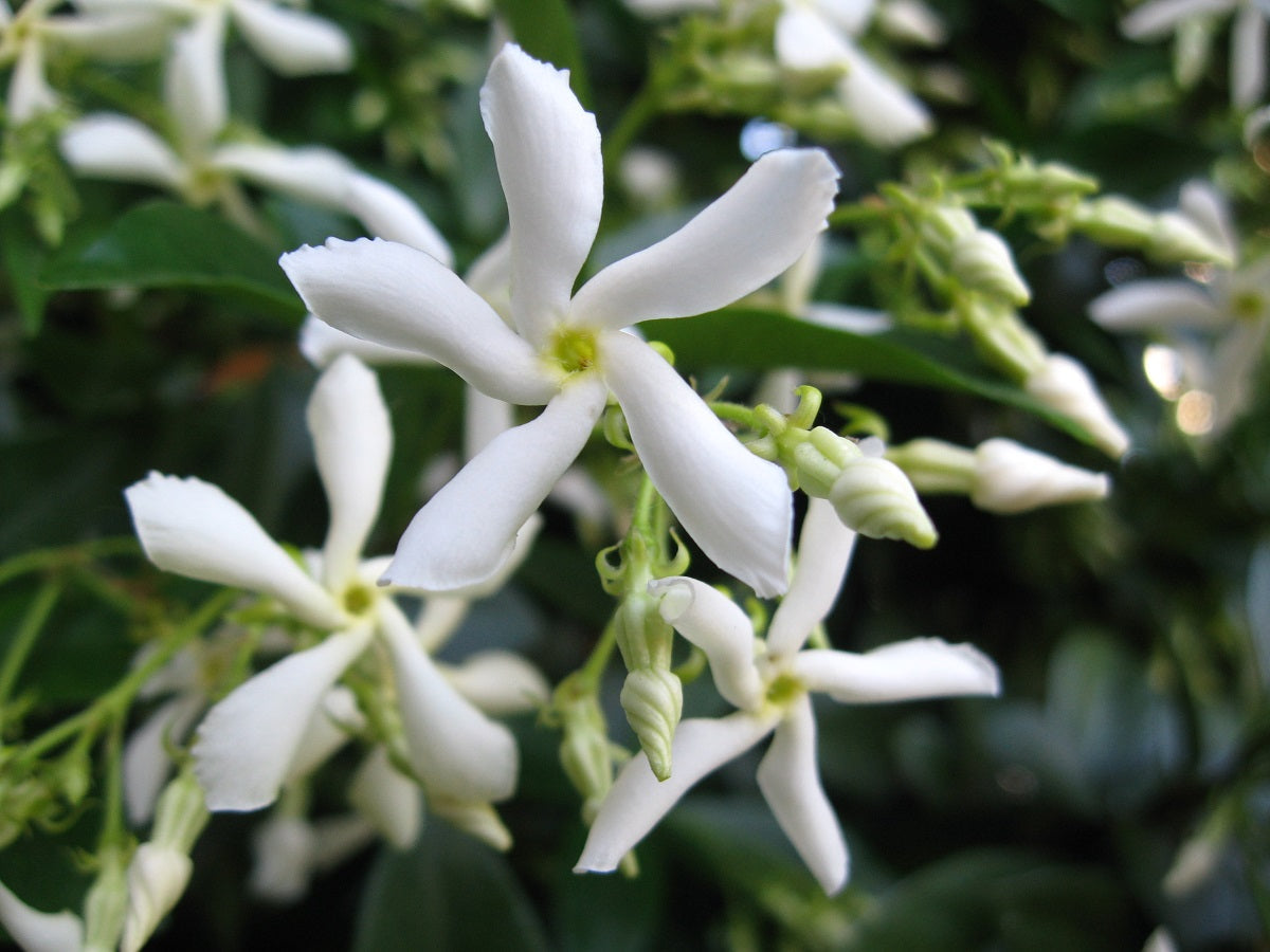 Trachelospermum jasminoides - Star Jasmine