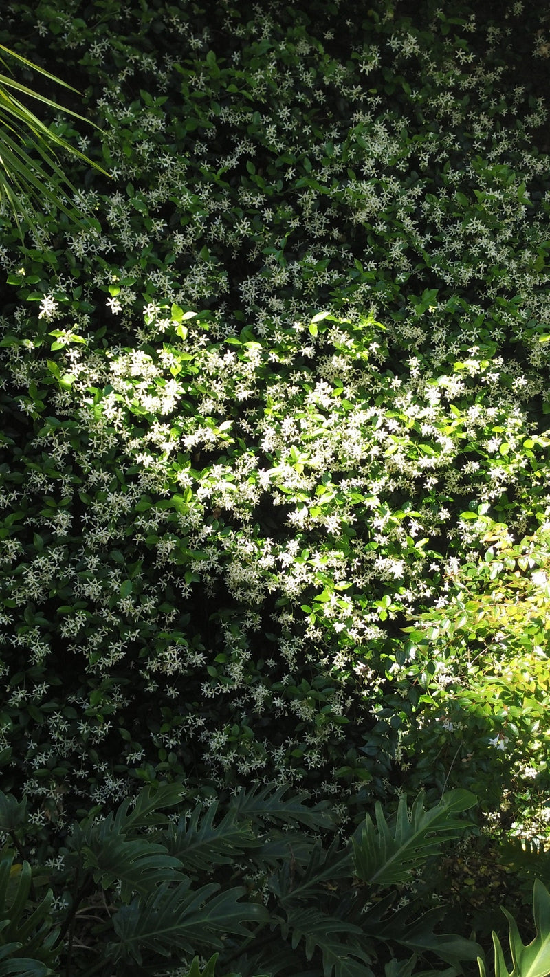 Trachelospermum jasminoides - Star Jasmine