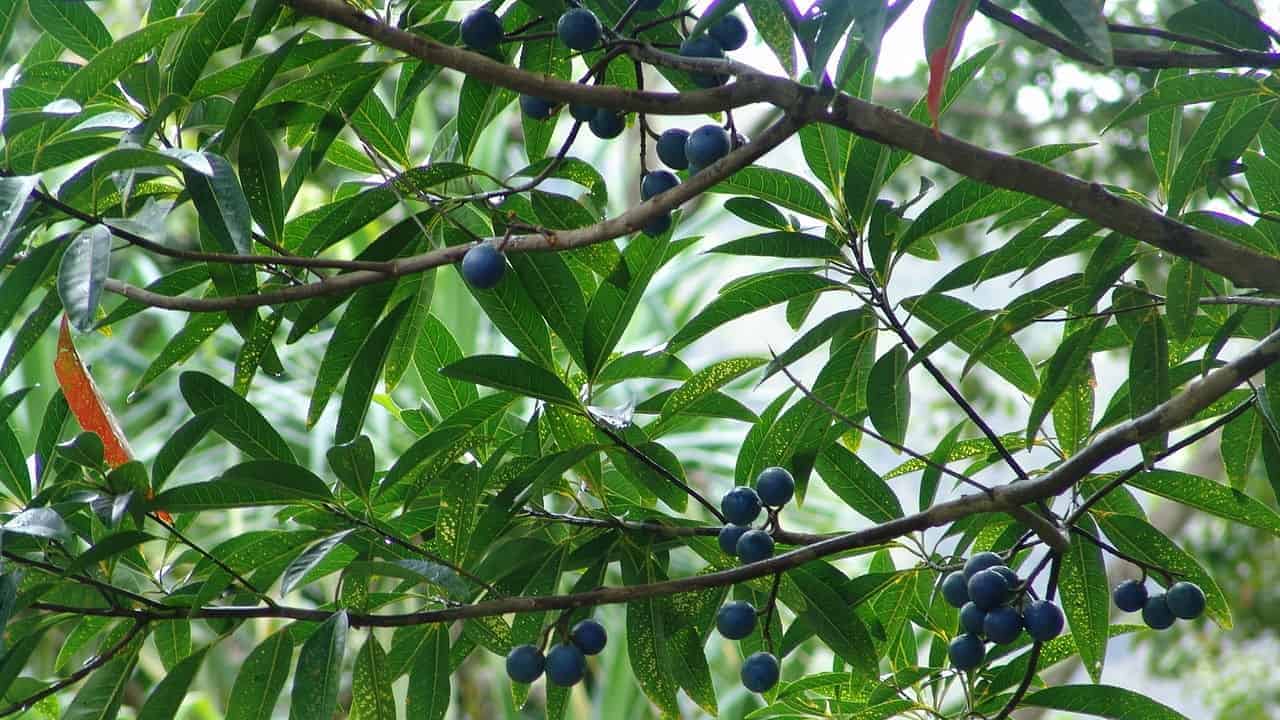 Elaeocarpus angustifolius - Blue Quandong Tucker Bush