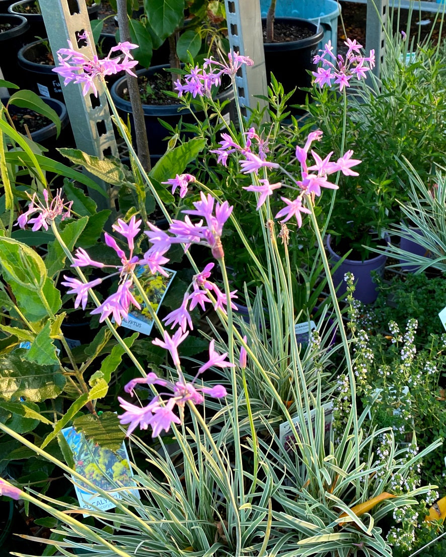 Tulbaghia violacea - Variegated Society Garlic