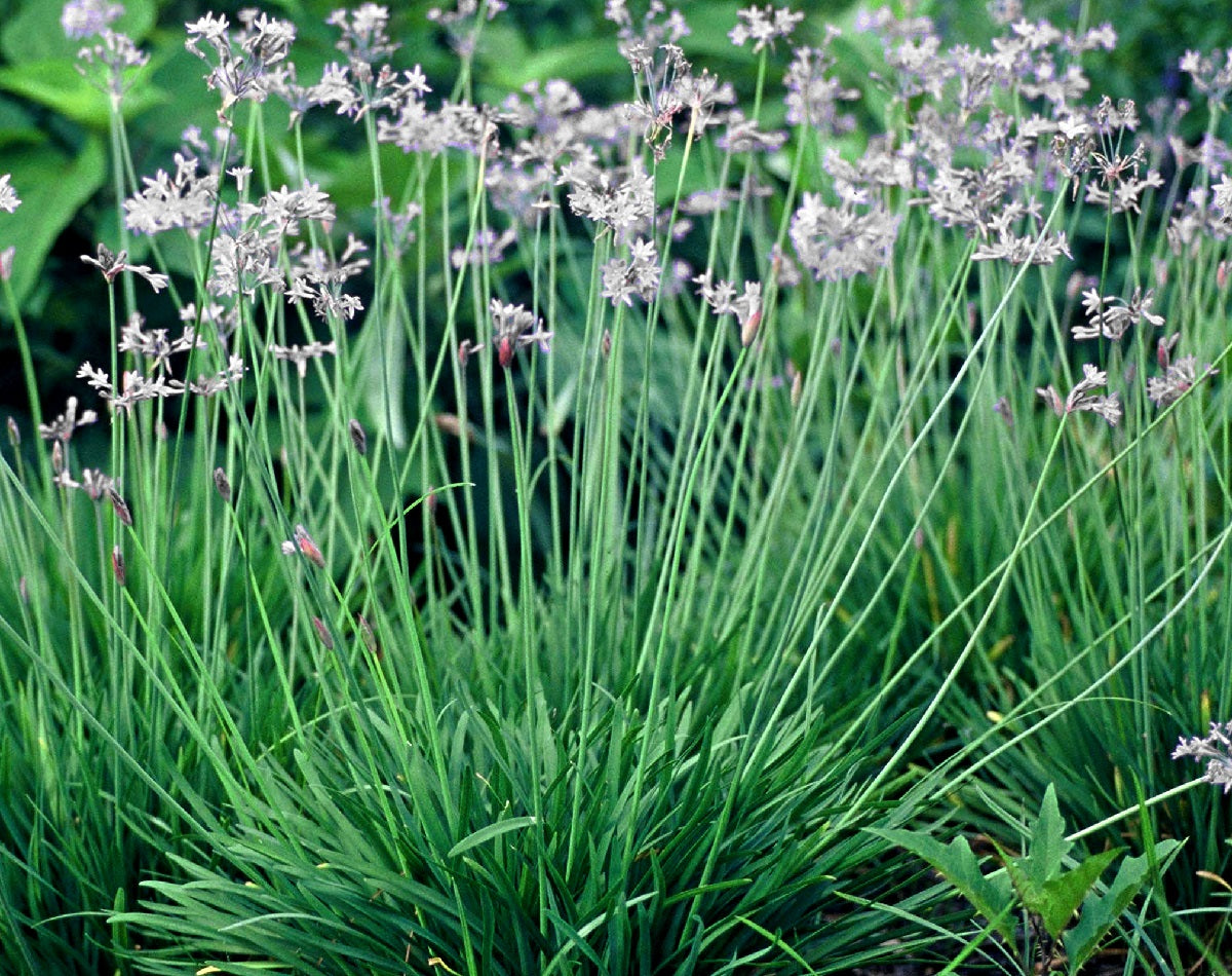 Tulbaghia violacea - ALBA - White Society Garlic